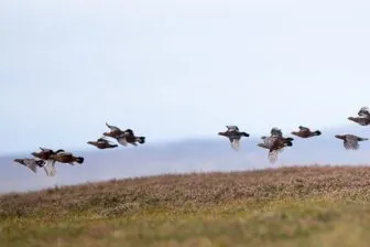 Driven grouse shooting
