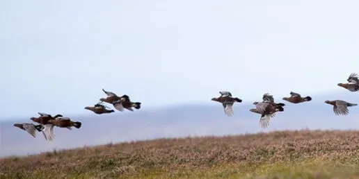 Driven grouse shooting