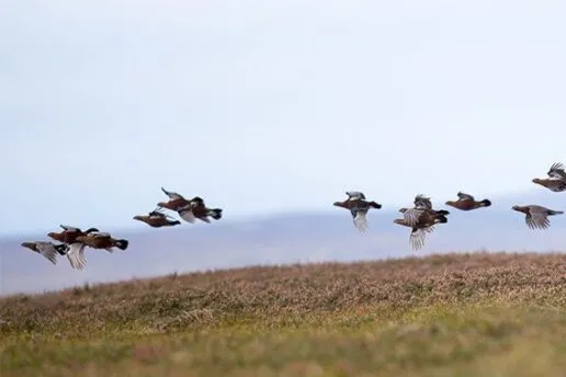 Driven grouse shooting