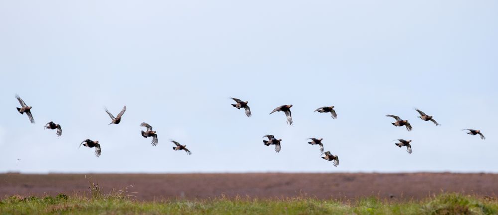 Pack of low flying grouse - get prepared with our grouse shooting lessons!